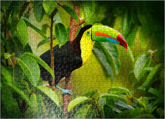Costa Rica Wildlife. Toucan Sitting on the Branch in the Forest - Premium 500 Piece Jigsaw Puzzle for Adults